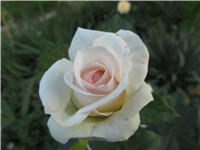 a68659fa-Picture 775.jpg